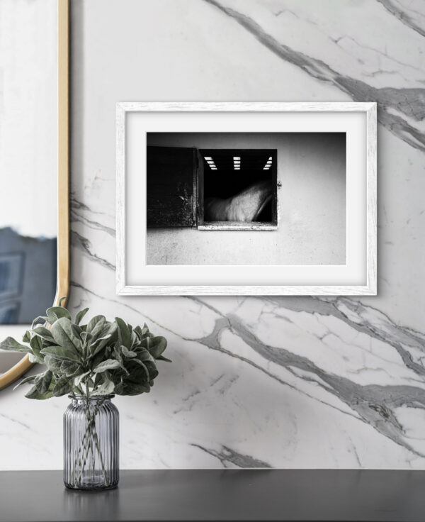 WHITE HORSE - Vente en ligne photo d'art – Image 2