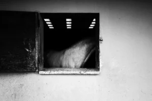 whitehorse